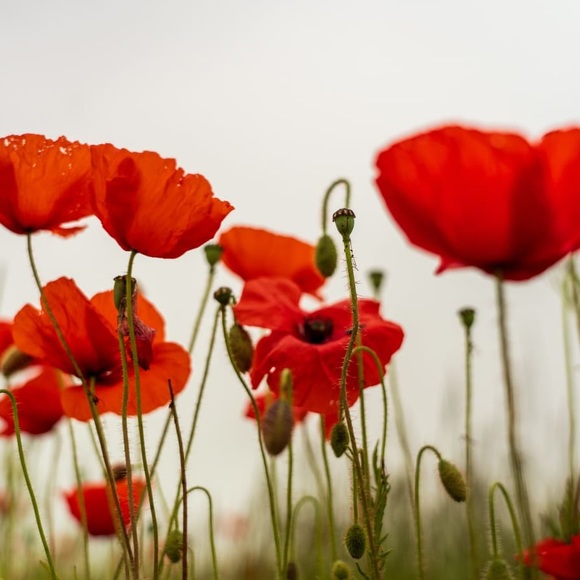 Meet your Posher, Pam - Picture 2 of 2